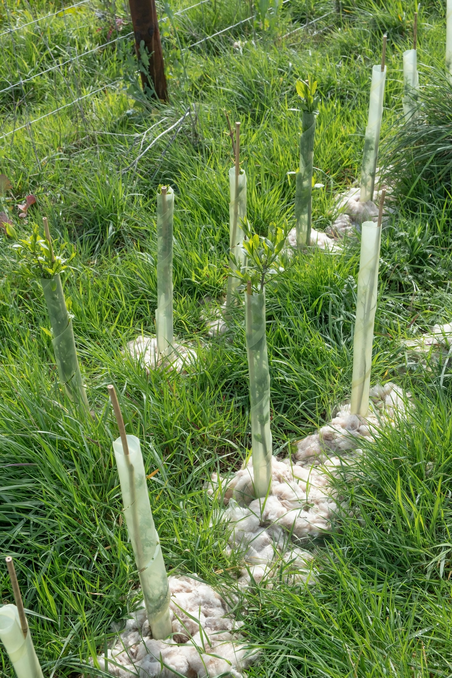 La importancia de regenerar suelos en tierras áridas