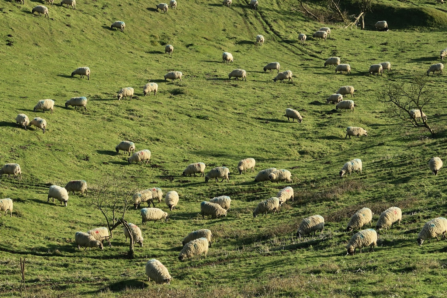 Biodiversidad agrícola: el secreto de una finca productiva